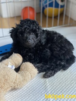Siyah Toy Poodle 2