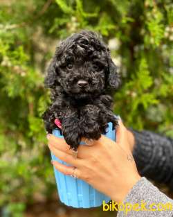 Siyah Toy Poodle 2