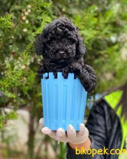 Siyah Toy Poodle 3