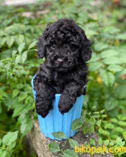 Siyah Toy Poodle 1