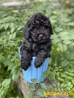 Siyah Toy Poodle 4