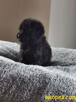 Siyah Toy Poodle 4