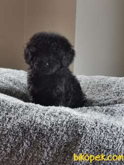 Siyah Toy Poodle 1