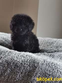 Siyah Toy Poodle 2