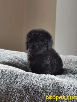 Siyah Toy Poodle 3