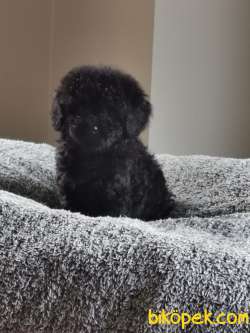 Siyah Toy Poodle 5