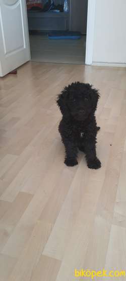 SIYAH TOY POODLE 2