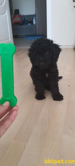 SIYAH TOY POODLE 1