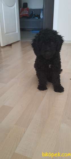 SIYAH TOY POODLE 3