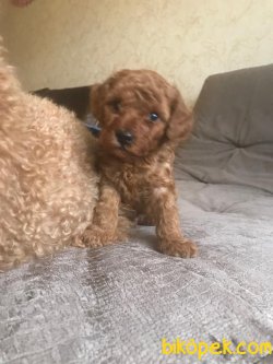 Siyah Toy Poodle Bebeğimiz Orjinal Rusya 2