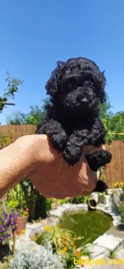 Siyah Toy Poodle Bebeğimiz Orjinal Rusya 3