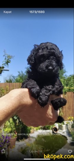 Siyah Toy Poodle Bebeğimiz Orjinal Rusya 1