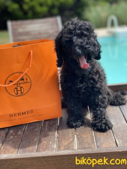 Siyah  Toy Poodle Bebek Suratlı Basık Burunlu 2