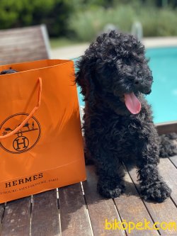 Siyah  Toy Poodle Bebek Suratlı Basık Burunlu 1