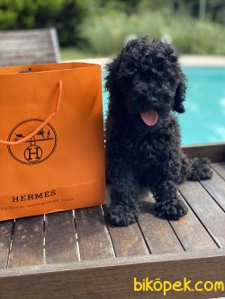 Siyah  Toy Poodle Bebek Suratlı Basık Burunlu 3