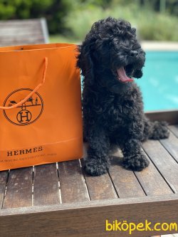 Siyah  Toy Poodle Bebek Suratlı Basık Burunlu 4
