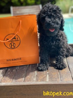 Siyah  Toy Poodle Bebek Suratlı Basık Burunlu 5
