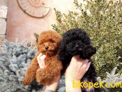 Siyah Toy Poodle Bebeklerimiz Orjinal 1