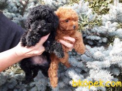 Siyah Toy Poodle Bebeklerimiz Orjinal 3