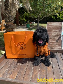 Siyah Toy Poodle Bebeklerimiz Özel Black Poodle 4