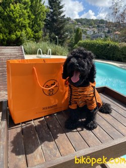 Siyah Toy Poodle Bebeklerimiz Özel Black Poodle 2