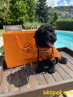 Siyah Toy Poodle Bebeklerimiz Özel Black Poodle 3