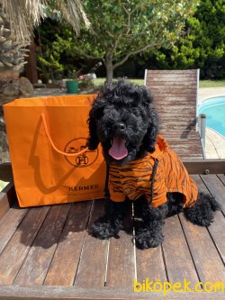 Siyah Toy Poodle Bebeklerimiz Özel Black Poodle 1