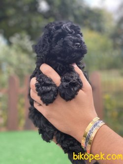 Siyah Toy Poodle Mini Boyut Pasaportlu Chipli 3