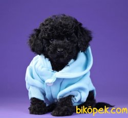 Siyah Toy Poodle Orjinal Tüy Dökmeyen Anti Alerjik 1