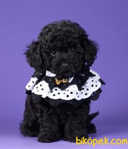 Siyah Toy Poodle Orjinal Tüy Dökmeyen Anti Alerjik 3