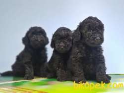 SİYAH TOY POODLE YAVRULAR