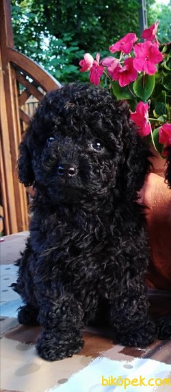Siyah Toy Poodle Yavrularımız Microchipli Özel Yırtdışından 2