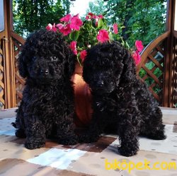 Siyah Toy Poodle Yavrularımız Microchipli Özel Yırtdışından 1