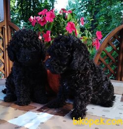 Siyah Toy Poodle Yavrularımız Microchipli Özel Yırtdışından 3