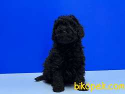 SİYAH TOY POODLE YAVRUSU 2