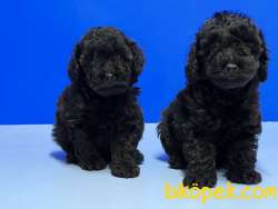 SİYAH TOY POODLE YAVRUSU 2