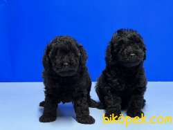 SİYAH TOY POODLE YAVRUSU 4