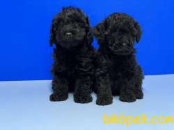 SİYAH TOY POODLE YAVRUSU