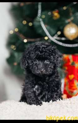 Siyah Ve Apicot Toy Poodle Yavrularımız 1