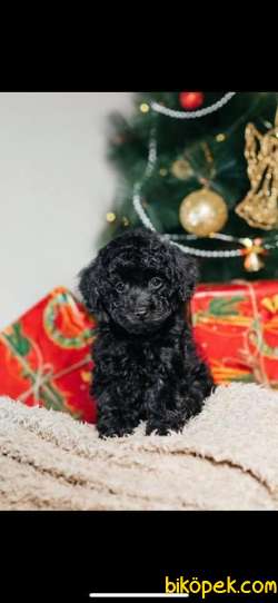 Siyah Ve Apicot Toy Poodle Yavrularımız 4