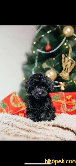 Siyah Ve Apicot Toy Poodle Yavrularımız 3