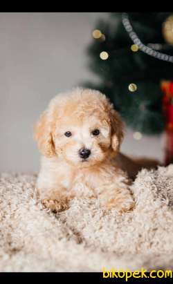 Siyah Ve Apicot Toy Poodle Yavrularımız 2