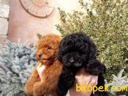 SİYAH VE SİLVER TOY POODLE ANNE BABA SECERELİ YAVRULAR 2