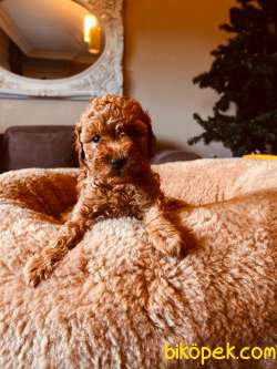 SİYAH VE SİLVER TOY POODLE ANNE BABA SECERELİ YAVRULAR 3