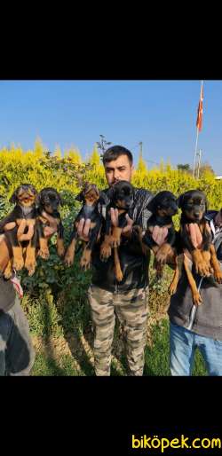 Siz Istayan Orcnal King Doberman Yavruları 3