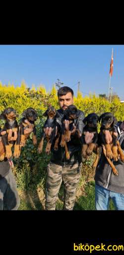 Siz Istayan Orcnal King Doberman Yavruları 1