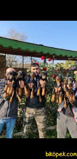 Siz Istayan Orcnal King Doberman Yavruları 2