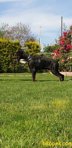 Siz Istayan Orcnal King Doberman Yavruları 4