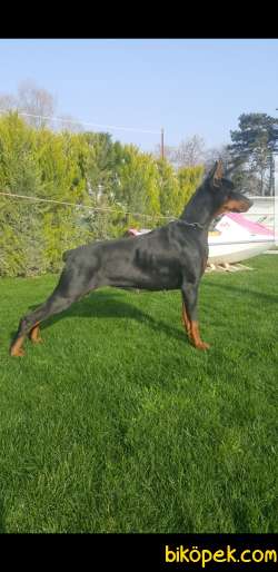 Siz Istayan Orcnal King Doberman Yavruları 5