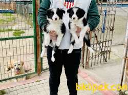 SMARTEST IN THE WORLD BORDER COLLIE PUPPIES 3
